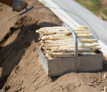 Les précieuses asperges blanches fraîchement récoltées à la main.