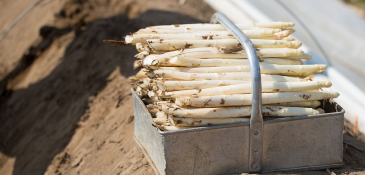 Les précieuses asperges blanches fraîchement récoltées à la main.